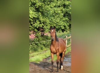 Westfale, Wallach, 3 Jahre, 165 cm, Brauner