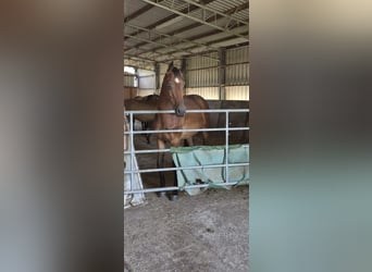 Westfale, Wallach, 3 Jahre, 165 cm, Brauner