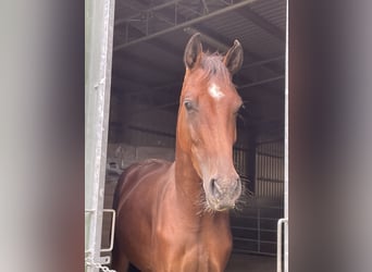 Westfale, Wallach, 3 Jahre, 165 cm, Brauner