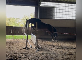 Westfale, Wallach, 3 Jahre, 165 cm, Brauner