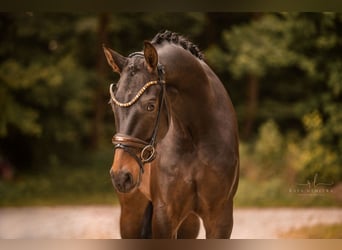 Westfale, Wallach, 3 Jahre, 165 cm, Dunkelbrauner