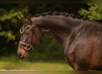 Westfale, Wallach, 3 Jahre, 165 cm, Dunkelbrauner