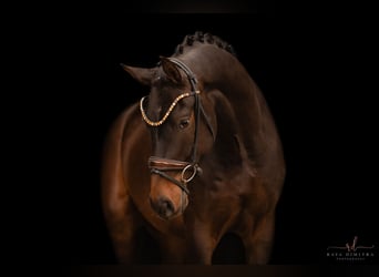 Westfale, Wallach, 3 Jahre, 165 cm, Dunkelbrauner