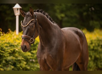 Westfale, Wallach, 3 Jahre, 165 cm, Dunkelbrauner