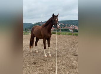 Westfale, Wallach, 3 Jahre, 165 cm, Fuchs