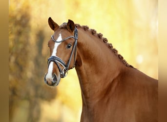 Westfale, Wallach, 3 Jahre, 165 cm, Fuchs