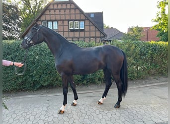 Westfale, Wallach, 3 Jahre, 165 cm, Rappe