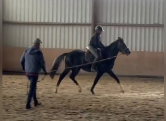 Westfale, Wallach, 3 Jahre, 165 cm, Rappschimmel