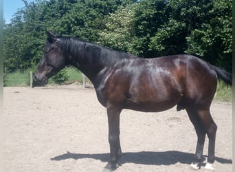 Westfale, Wallach, 3 Jahre, 165 cm, Schwarzbrauner