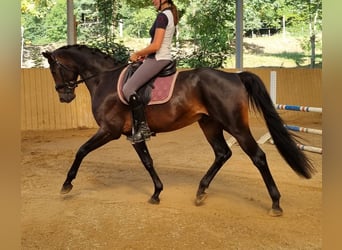 Westfale, Wallach, 3 Jahre, 165 cm, Schwarzbrauner