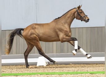 Westfale, Wallach, 3 Jahre, 166 cm, Brauner