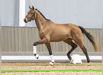 Westfale, Wallach, 3 Jahre, 166 cm, Brauner