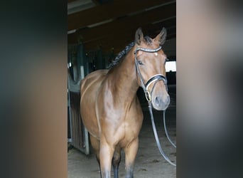 Westfale, Wallach, 3 Jahre, 166 cm, Brauner