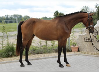 Westfale, Wallach, 3 Jahre, 166 cm, Brauner