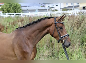 Westfale, Wallach, 3 Jahre, 166 cm, Brauner