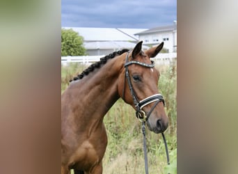Westfale, Wallach, 3 Jahre, 166 cm, Brauner