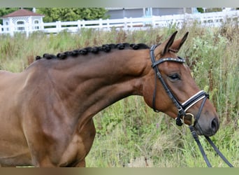 Westfale, Wallach, 3 Jahre, 166 cm, Brauner