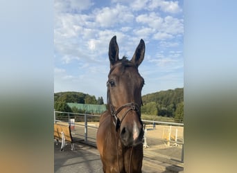 Westfale, Wallach, 3 Jahre, 166 cm, Brauner