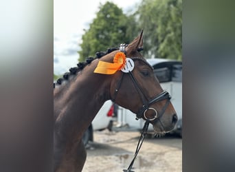 Westfale, Wallach, 3 Jahre, 166 cm, Dunkelbrauner