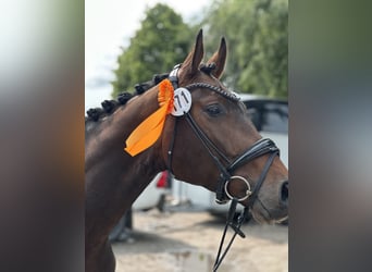 Westfale, Wallach, 3 Jahre, 166 cm, Dunkelbrauner