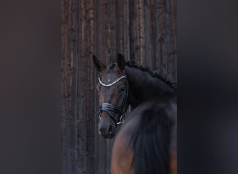 Westfale, Wallach, 3 Jahre, 166 cm, Dunkelbrauner