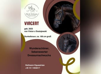 Westfale, Wallach, 3 Jahre, 166 cm, Dunkelbrauner