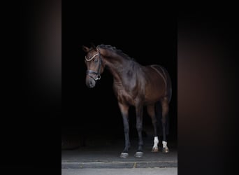 Westfale, Wallach, 3 Jahre, 166 cm, Dunkelbrauner