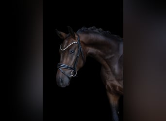 Westfale, Wallach, 3 Jahre, 166 cm, Dunkelbrauner