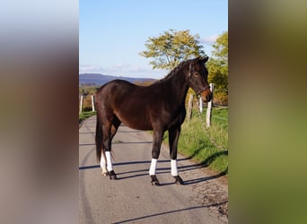 Westfale, Wallach, 3 Jahre, 166 cm, Dunkelbrauner