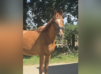 Westfale, Wallach, 3 Jahre, 166 cm, Fuchs