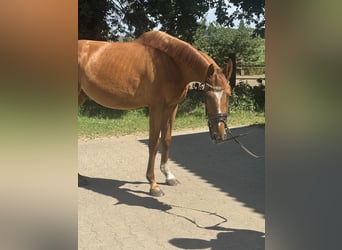 Westfale, Wallach, 3 Jahre, 166 cm, Fuchs