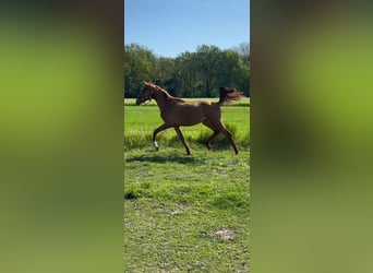 Westfale, Wallach, 3 Jahre, 166 cm, Fuchs