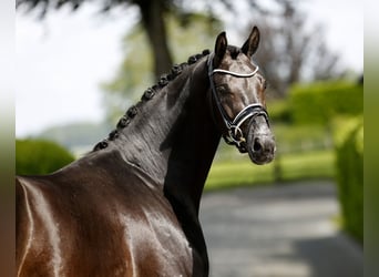 Westfale, Wallach, 3 Jahre, 166 cm, Rappe