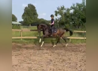 Westfale, Wallach, 3 Jahre, 166 cm, Schwarzbrauner