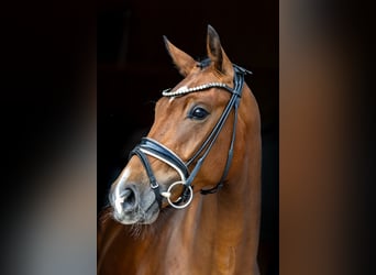 Westfale, Wallach, 3 Jahre, 167 cm, Brauner