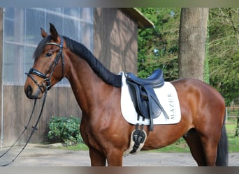 Westfale, Wallach, 3 Jahre, 167 cm, Brauner