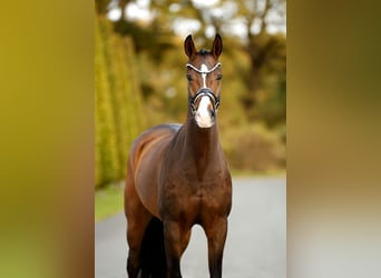 Westfale, Wallach, 3 Jahre, 167 cm, Brauner