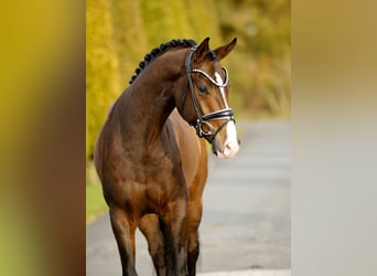 Westfale, Wallach, 3 Jahre, 167 cm, Brauner