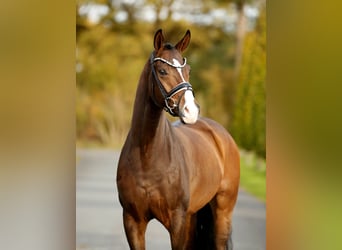 Westfale, Wallach, 3 Jahre, 167 cm, Brauner