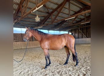 Westfale, Wallach, 3 Jahre, 167 cm, Brauner