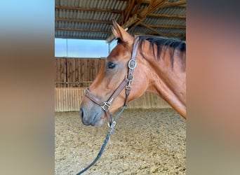 Westfale, Wallach, 3 Jahre, 167 cm, Brauner