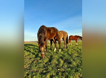 Westfale, Wallach, 3 Jahre, 167 cm, Brauner