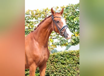 Westfale, Wallach, 3 Jahre, 167 cm, Fuchs
