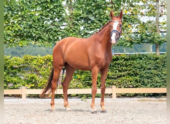 Westfale, Wallach, 3 Jahre, 167 cm, Fuchs
