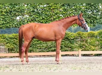 Westfale, Wallach, 3 Jahre, 167 cm, Fuchs
