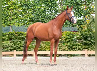 Westfale, Wallach, 3 Jahre, 167 cm, Fuchs