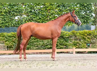 Westfale, Wallach, 3 Jahre, 167 cm, Fuchs
