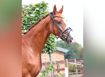 Westfale, Wallach, 3 Jahre, 167 cm, Fuchs