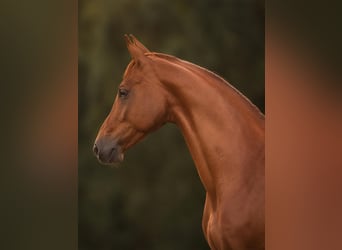 Westfale, Wallach, 3 Jahre, 167 cm, Fuchs