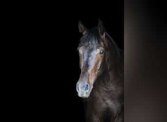 Westfale, Wallach, 3 Jahre, 167 cm, Rappe